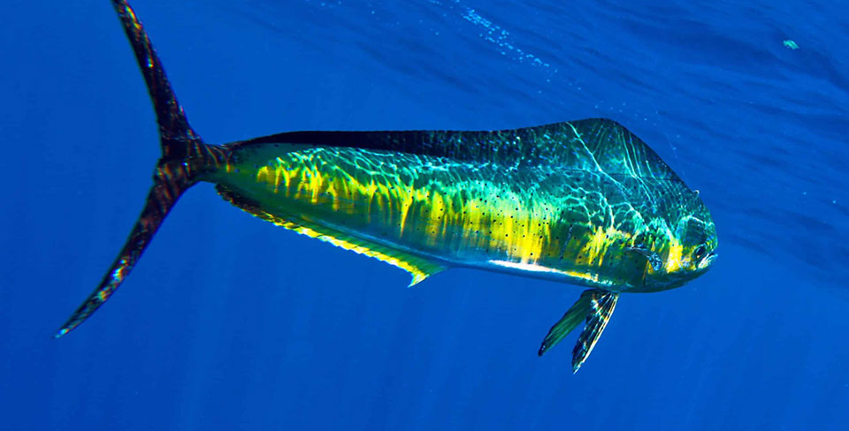 Deep sea fishing Siargao