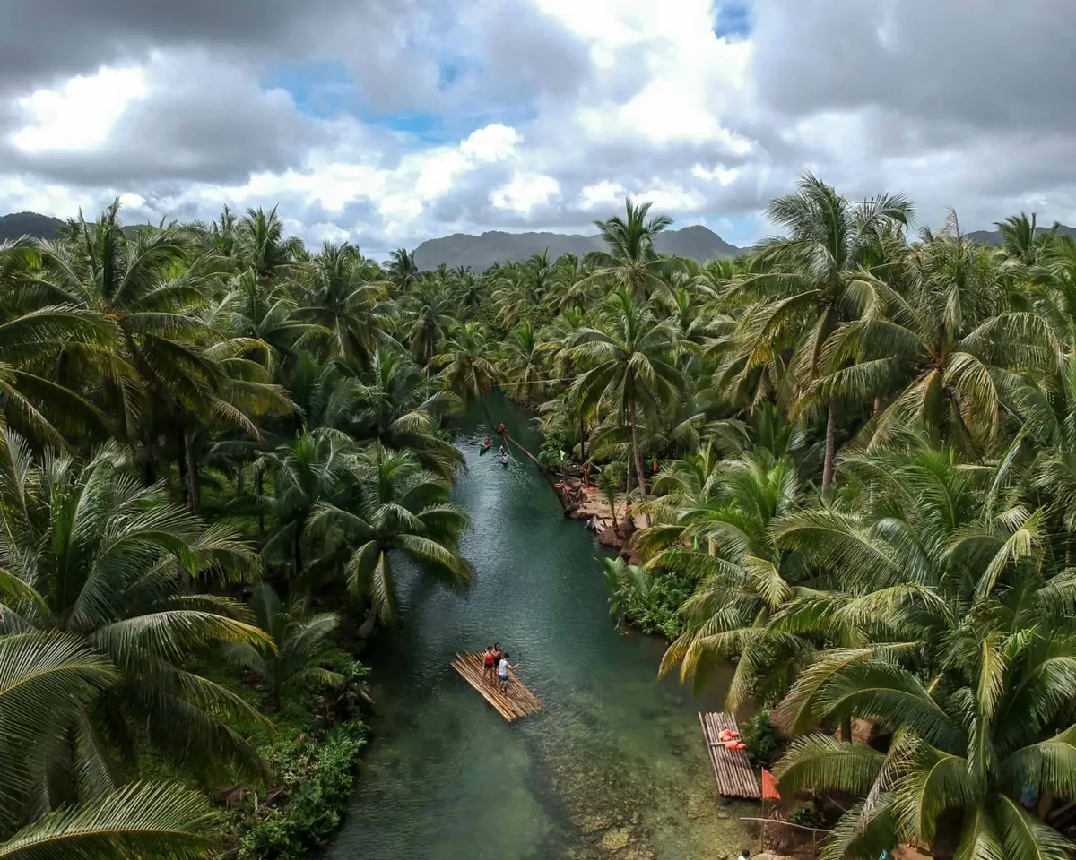 Aerial view of Maasin River, Siargao — bamboo rafts under a corridor of coconut palms, a classic dry-season day-trip
